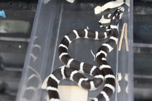 Rey de California Black & White Hembra ID RC-48