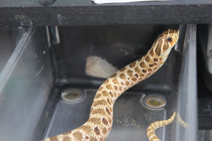 Serpiente Nariz de Cochino (Hognose) Het Albino Macho ID RC-02