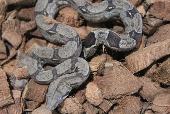 Boa Colombiana Nominal 100% Het VPI Macho ID R7-02