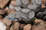 Boa Colombiana Nominal 100% Het VPI Macho ID R7-02