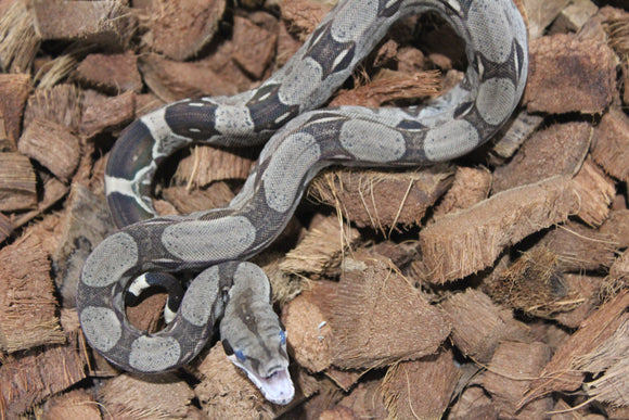 Boa Colombiana Nominal 100% Het VPI Hembra ID R7-03