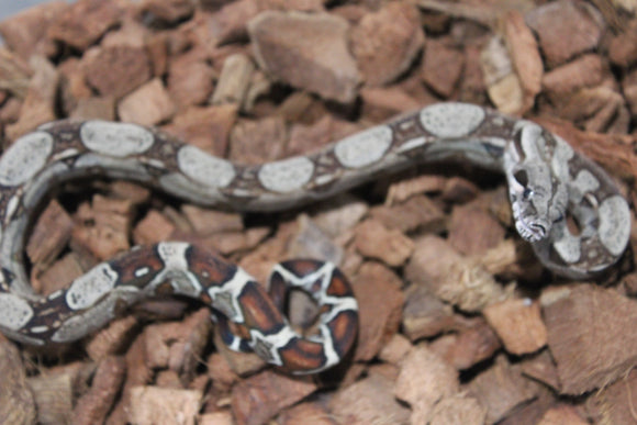 Boa Colombiana Nominal 100% Het VPI Macho ID R7-05
