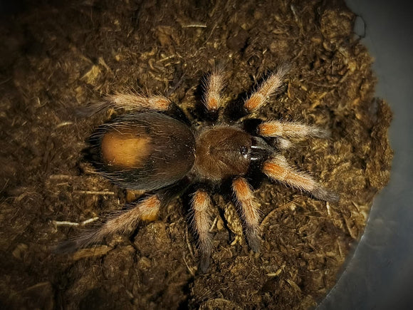 Tarantula MExicana de Patas Naranjas (Brachypelma Boehmei) Ling