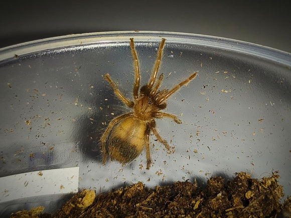 Tarantula Dorada de Mexico (Brachypelma Albiceps)