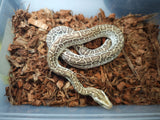 Piton Burmes Hypo Het Albino Macho ID R2-06