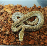 Piton Burmes Hypo Het Albino Macho ID R2-06