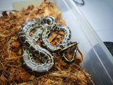 Piton Burmes Nominal Het Albino Macho ID R2-08
