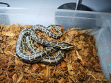Piton Burmes Nominal Het Albino Macho ID R2-08