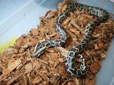 Piton Burmes Nominal Het Albino Hembra ID R2-11