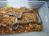 Piton Burmes Nominal Het Albino Hembra ID R2-11