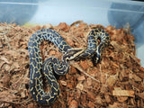 Piton Burmes Nominal Het Albino Hembra ID R2-12