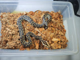 Piton Burmes Nominal Het Albino Hembra ID R2-12