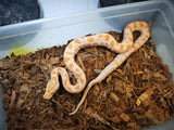 Piton Burmes Albino Macho ID R3-01