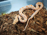 Piton Burmes Albino Macho ID R3-01