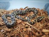Piton Burmes Nominal Het Albino Hembra ID R3-05