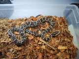 Piton Burmes Nominal Het Albino Hembra ID R3-05