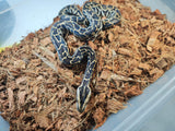 Piton Burmes Nominal Het Albino Macho ID R3-09