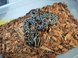 Piton Burmes Nominal Het Albino Macho ID R3-09