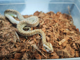 Piton Burmes Hypo Het Albino Macho ID R3-11
