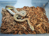 Piton Burmes Hypo Het Albino Macho ID R3-11