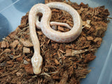Piton Burmes Pearl Hembra ID R3-13