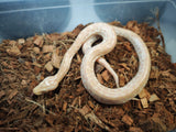Piton Burmes Pearl Hembra ID R3-13