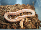 Piton Burmes Albino Macho ID R3-18