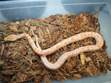 Piton Burmes Albino Macho ID R3-18