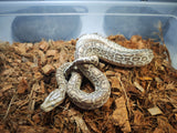 Piton Burmes Hypo Het Albino Macho ID R4-07