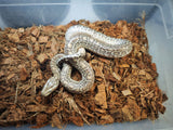 Piton Burmes Hypo Het Albino Macho ID R4-07