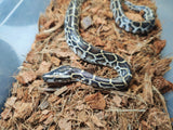 Piton Burmes Nominal Het Albino Hembra ID R4-12