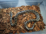 Piton Burmes Nominal Het Albino Hembra ID R4-12