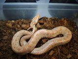 Piton Burmes Albina Macho ID R4-11