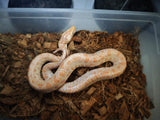 Piton Burmes Albina Macho ID R4-11