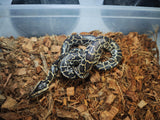Piton Burmes Nominal Het ALbino Hembra ID R4-02