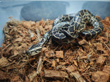 Piton Burmes Nominal Het ALbino Hembra ID R4-02