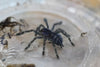 Tarantula Dedos Rosas de las Antillas (Caribenna Versicolor) Ling