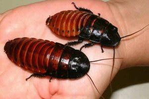 Cucaracha de Madagascar (Gromphadorhina portentosa)